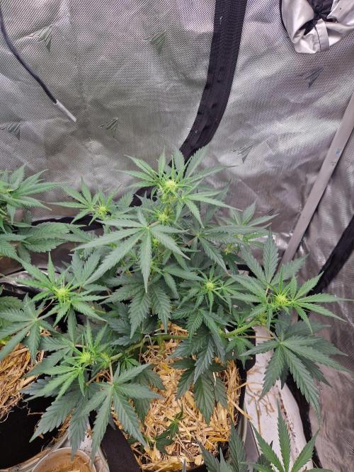 Gelato Auto (fastbuds) - second grow. Week 5 - gelato 2 day 34