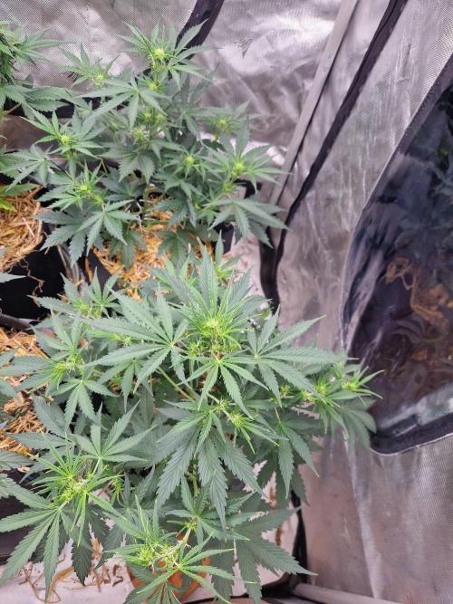 Gelato Auto (fastbuds) - second grow. Week 5 - happy gelatos