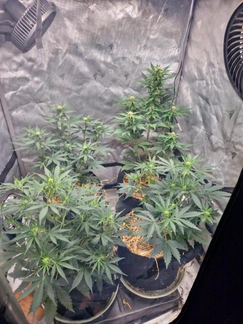 Purple lemonade auto - second grow. Week 5 - full tent