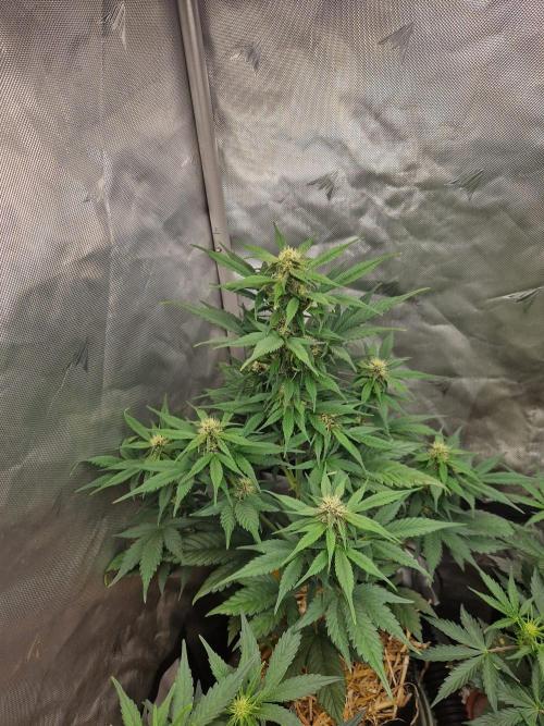 Purple lemonade auto - second grow. Week 5 - PL 1 day 41