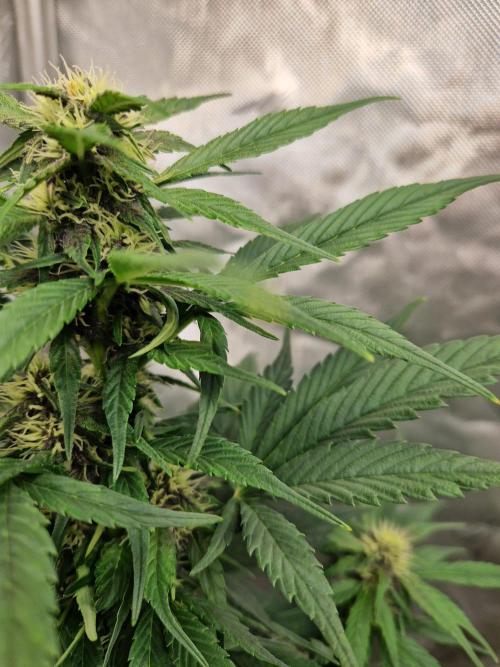 Purple lemonade auto - second grow. Week 5 - PL 1 day 41