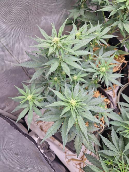 Purple lemonade auto - second grow. Week 5 - PL 2 day 35