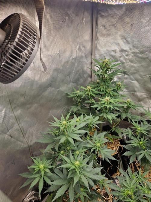 Purple lemonade auto - second grow. Week 5 - happy PLs