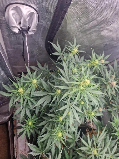 Gelato Auto (fastbuds) - second grow. Week 6 - Gelato 1 day 42