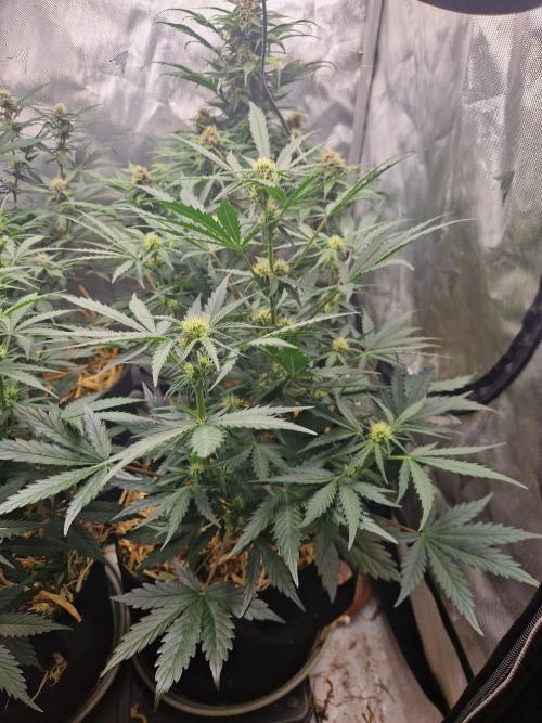 Gelato Auto (fastbuds) - second grow. Week 6 - gelato 2 day 41