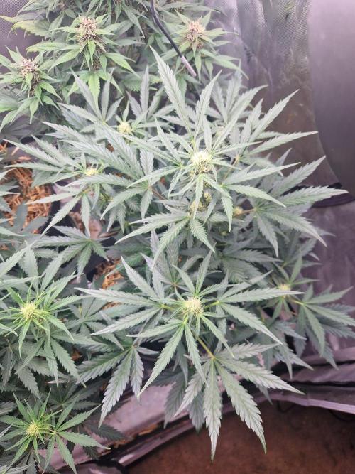 Gelato Auto (fastbuds) - second grow. Week 6 - gelato 2 day 41