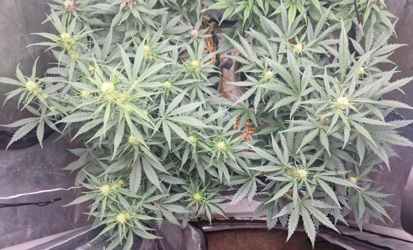 Gelato Auto (fastbuds) - second grow. Week 6 - happy gelatos
