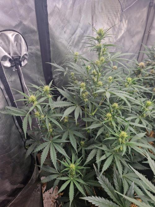 Gelato Auto (fastbuds) - second grow. Week 6 - Gelato 1 day 42