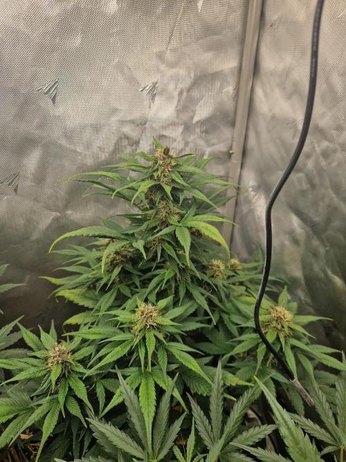 Purple lemonade auto - second grow. Week 6 - PL 1 day 49