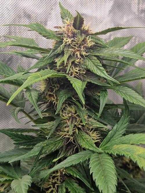 Purple lemonade auto - second grow. Week 6 - PL 1 day 49