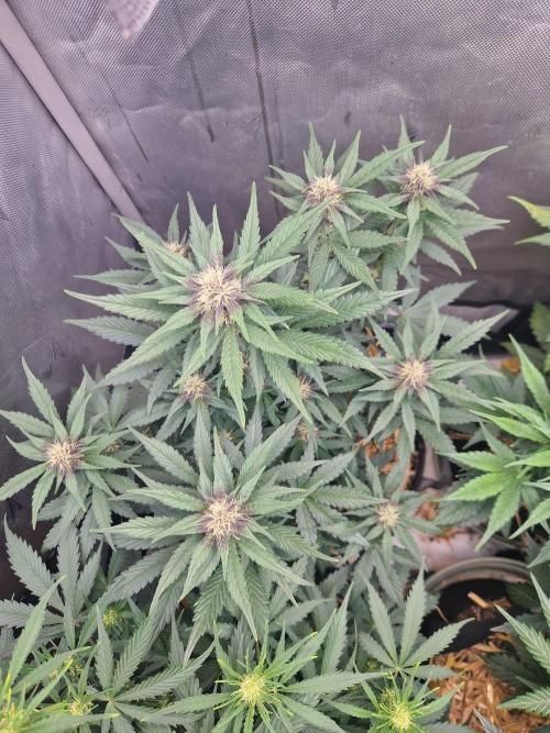 Purple lemonade auto - second grow. Week 6 - PL 2 day 42