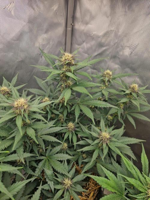 Purple lemonade auto - second grow. Week 6 - PL 2 day 42