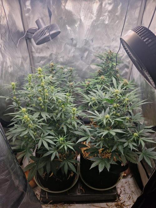 Purple lemonade auto - second grow. Week 6 - full tent