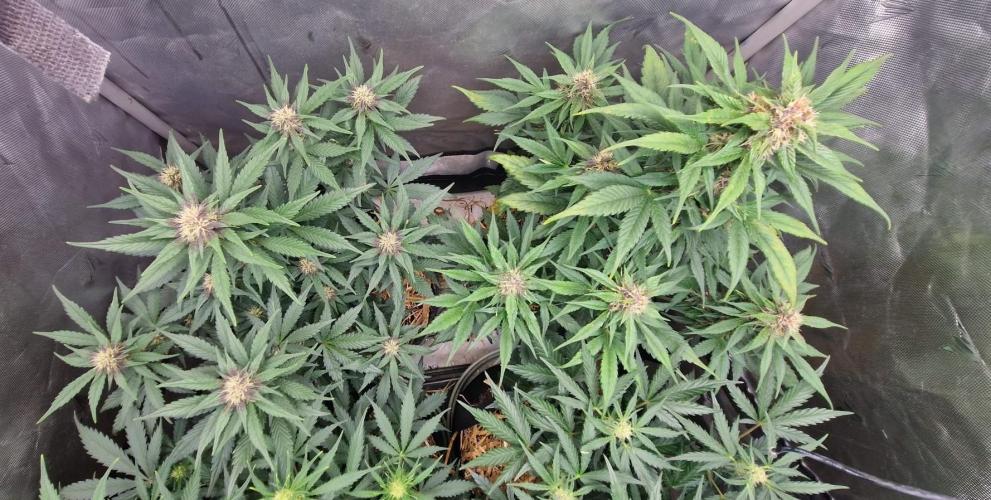 Purple lemonade auto - second grow. Week 6 - happy PL's