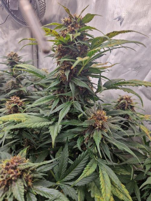 Purple lemonade auto - second grow. Week 7 - PL 1 day 56