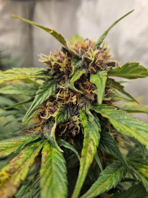 Purple lemonade auto - second grow. Week 7 - PL 1 top day 56