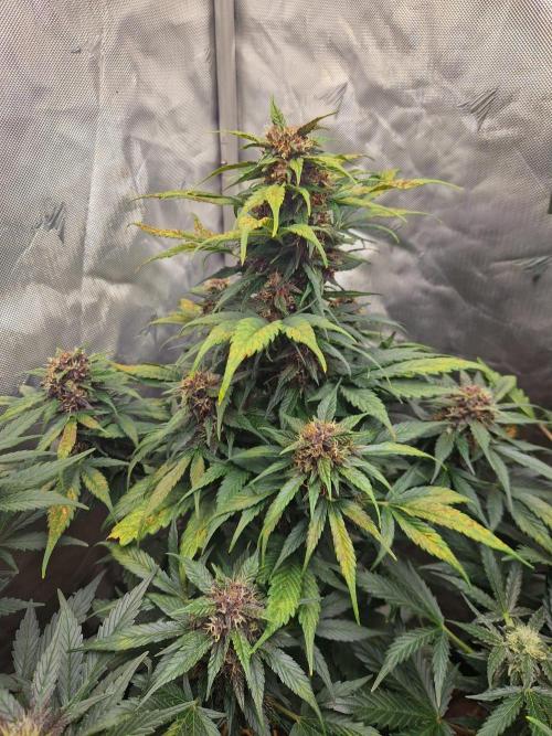 Purple lemonade auto - second grow. Week 7 - PL 1 day 56