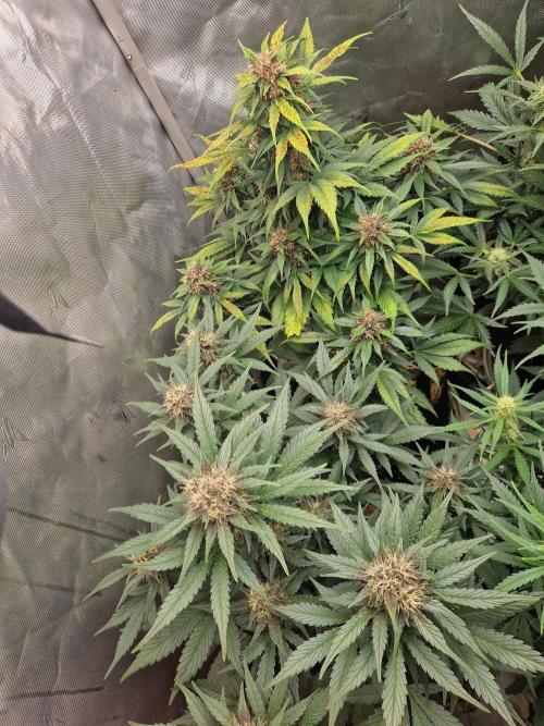 Purple lemonade auto - second grow. Week 7 - happy PLs