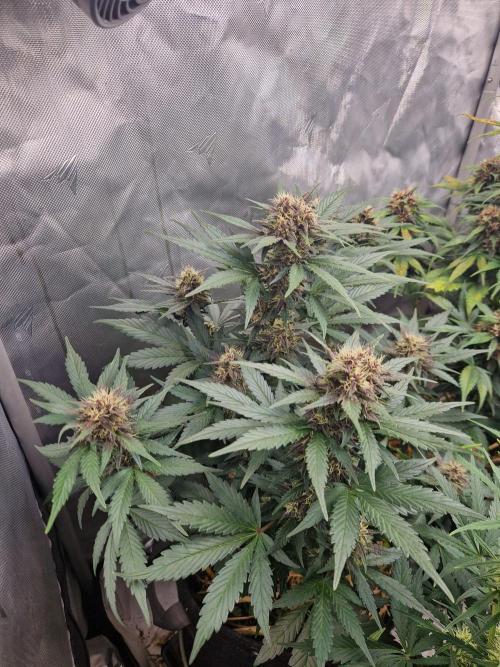 Purple lemonade auto - second grow. Week 7 - PL 2 day 49