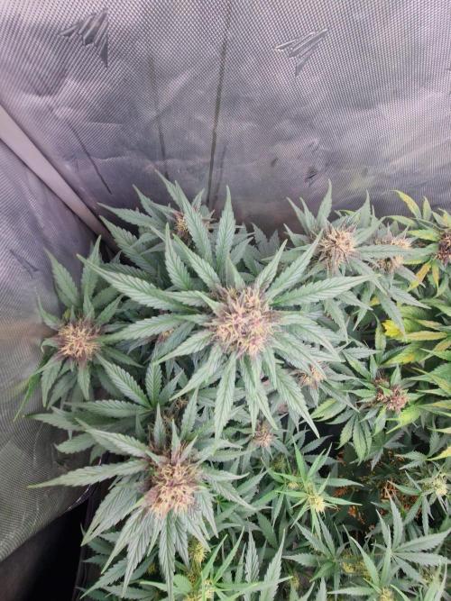 Purple lemonade auto - second grow. Week 7 - PL 2 day 49