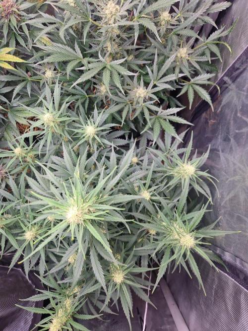 Gelato Auto (fastbuds) - second grow. Week 7 - happy gelatos