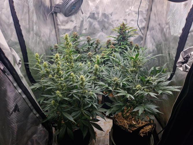 Gelato Auto (fastbuds) - second grow. Week 7 - full tent