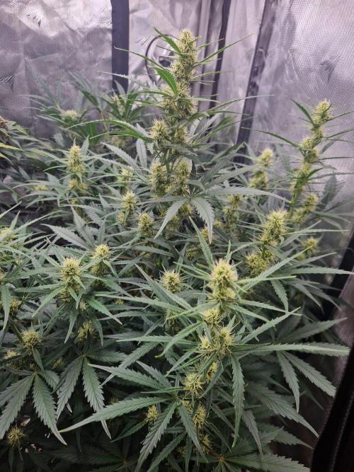 Gelato Auto (fastbuds) - second grow. Week 7 - Gelato 1 day 49