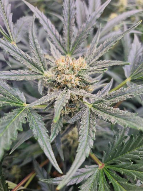 Gelato Auto (fastbuds) - second grow. Week 7 - Gelato 2 day 48