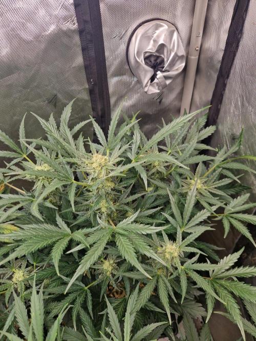 Gelato Auto (fastbuds) - second grow. Week 7 - Gelato 2 day 48