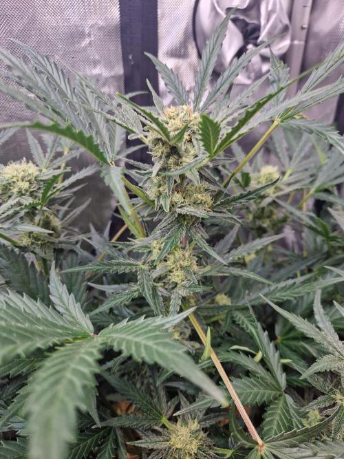 Gelato Auto (fastbuds) - second grow. Week 7 - Gelato 2 day 48
