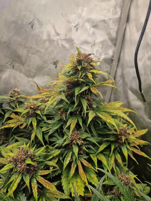 Purple lemonade auto - second grow. Week 8 - PL 1 day 63
