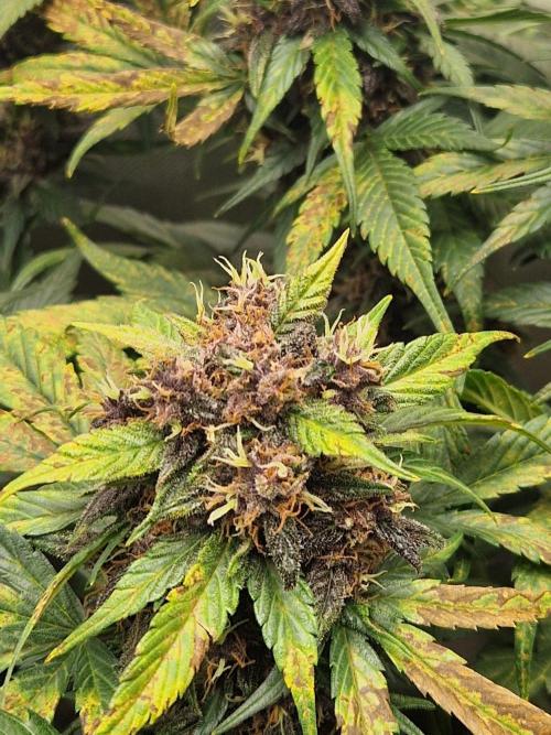 Purple lemonade auto - second grow. Week 8 - PL 1 day 63