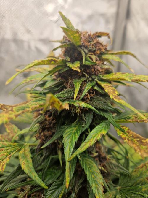 Purple lemonade auto - second grow. Week 8 - PL 1 day 63