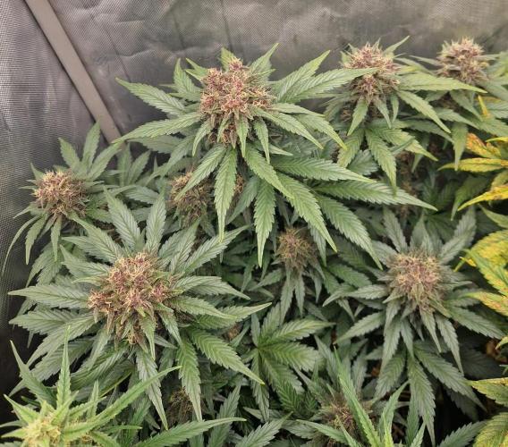 Purple lemonade auto - second grow. Week 8 - PL 2 day 56