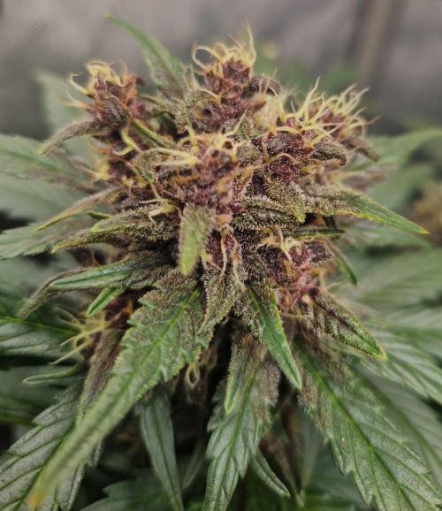 Purple lemonade auto - second grow. Week 8 - PL 2 day 56