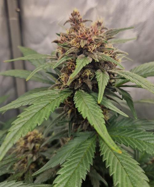 Purple lemonade auto - second grow. Week 8 - PL 2 day 56
