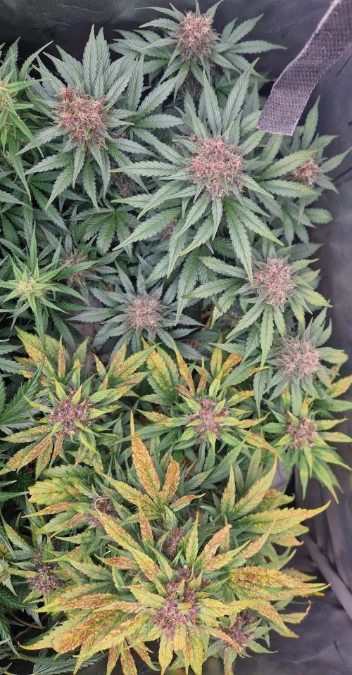 Purple lemonade auto - second grow. Week 8