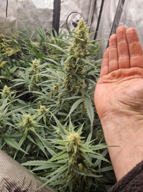 Gelato Auto (fastbuds) - second grow. Week 8 - Gelato 1 day 56