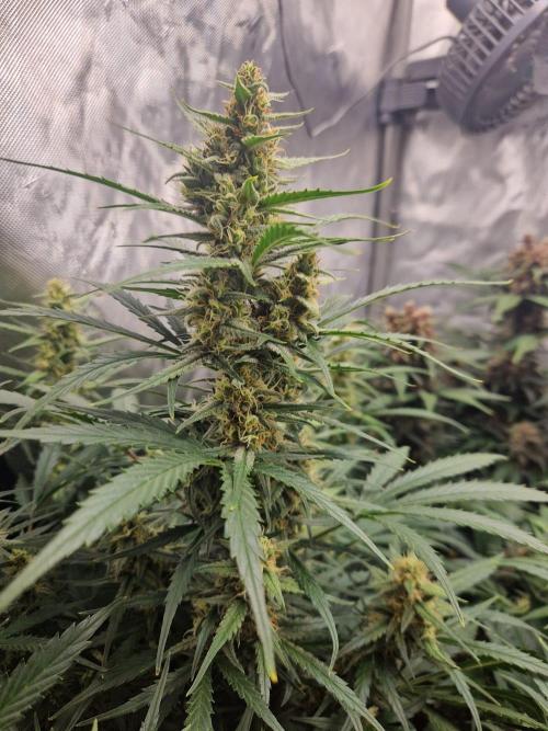 Gelato Auto (fastbuds) - second grow. Week 8 - Gelato 1 day 56