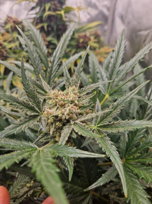 Gelato Auto (fastbuds) - second grow. Week 8 - Gelato 2 day 55