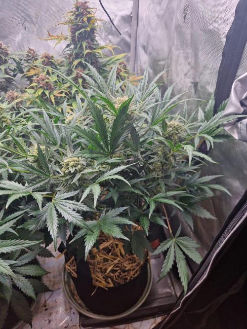 Gelato Auto (fastbuds) - second grow. Week 8 - Gelato 2 day 55