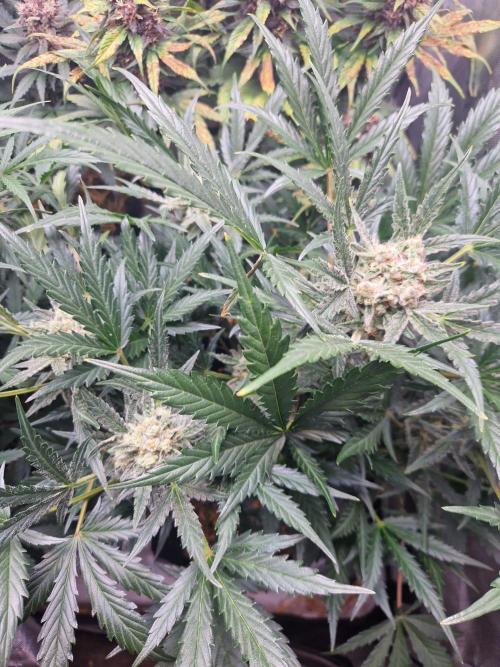 Gelato Auto (fastbuds) - second grow. Week 8 - Gelato 2 day 55