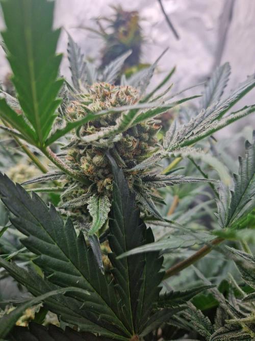 Gelato Auto (fastbuds) - second grow. Week 8 - Gelato 2 day 55