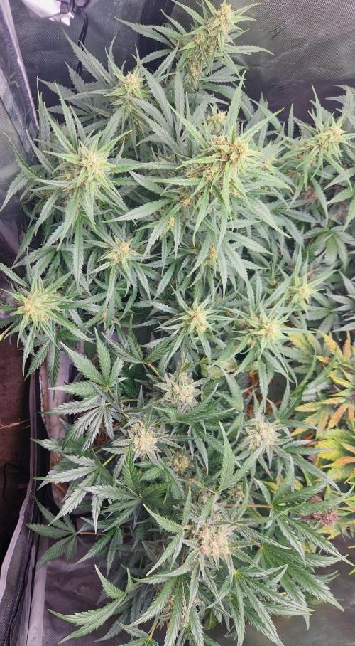 Gelato Auto (fastbuds) - second grow. Week 8