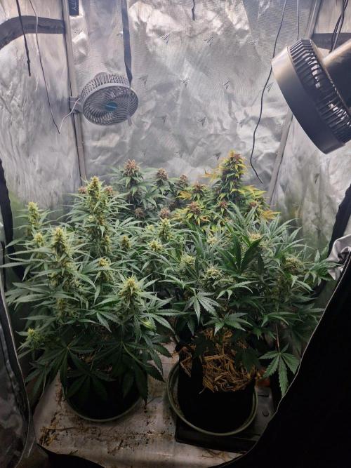 Gelato Auto (fastbuds) - second grow. Week 8 - full tent