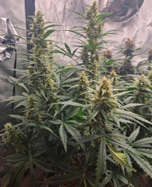 Gelato Auto (fastbuds) - second grow. Week 8 - Gelato 1 day 56