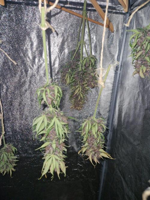Purple lemonade auto - second grow. Week 9 - PL 1 after 72hrs drying