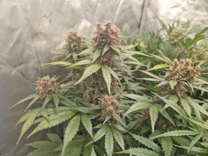 Purple lemonade auto - second grow. Week 9 - PL 2 day 63