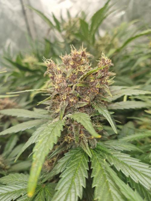 Purple lemonade auto - second grow. Week 9 - PL 2 day 63