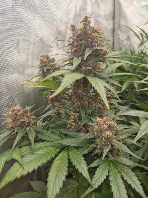 Purple lemonade auto - second grow. Week 9 - PL 2 day 63